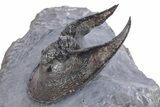Gorgeous Scotoharpes Trilobite - Boudib, Morocco #359167-3